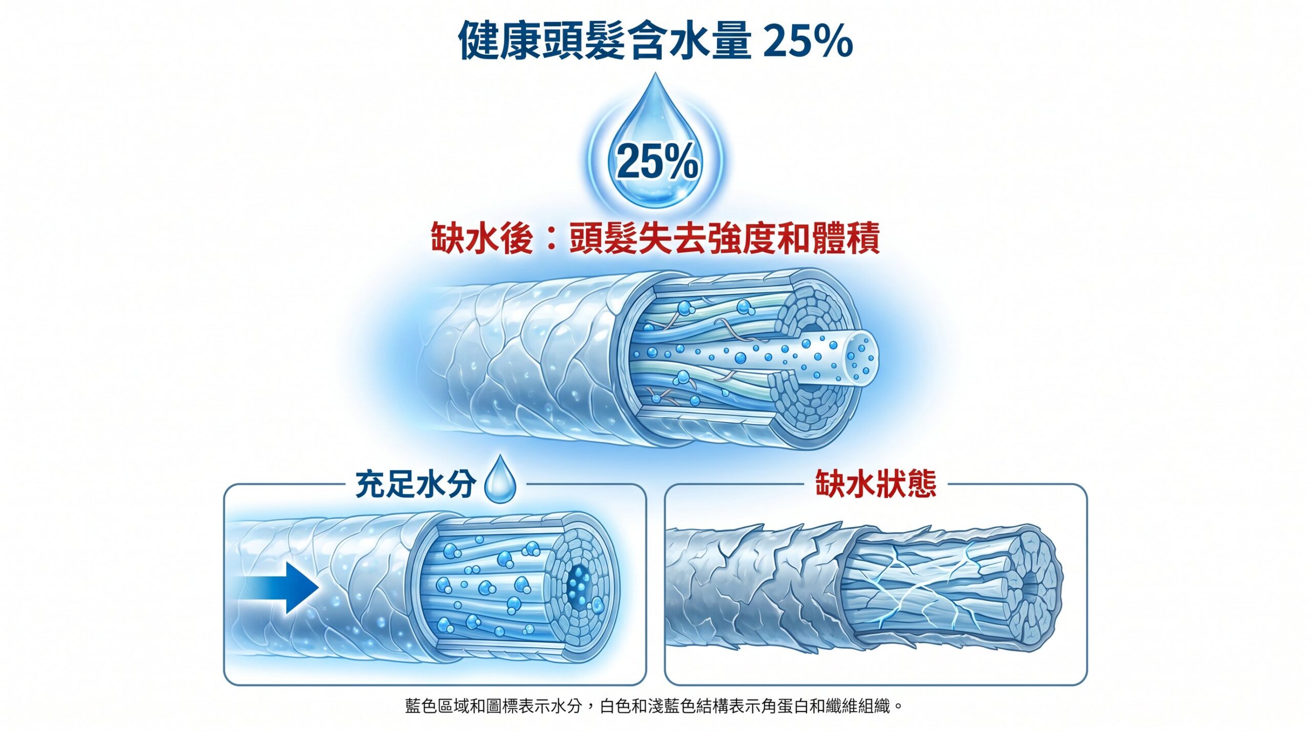 頭髮水分含量：25% 水分 + 75% 角蛋白